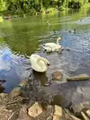 Swan and Cygnets 5.webp