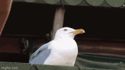 1000028156.gif