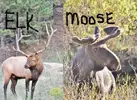 ElkvsMoose-630x462.webp