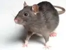 rat-300x226.webp