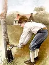 Cherry tree.webp