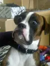 23-hilarious-photos-of-surprised-animals-3.webp