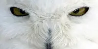 jfk-airport-workers-have-been-ordered-to-shoot-the-majestic-snowy-owl-on-sight.webp