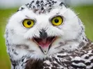 snowy-owl-lancaster.webp