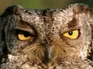 l-Angry-Owl.webp