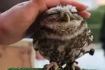 cute-owl.webp