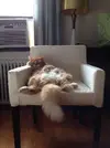 Bzhv0HbCYAAh9qC.jpg large.webp