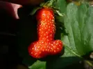 Funny-Shaped-Fruits-Vegetables-19-570x428.webp