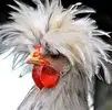 images.webp