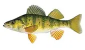 yellow-perch-250_476676_7.webp