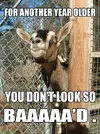 71107f061c8bf09a87c2314dbb277bc2--happy-birthday-goat-birthday-memes.webp