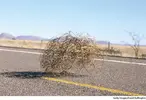 a5tumbleweed.webp