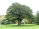 yew tree.webp