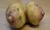 potato-breasts-tits-funny-452972.webp