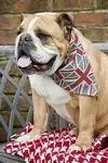 winston.webp