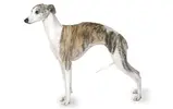 file_23048_whippet.webp