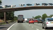 dairy-cows-on-a-cattle-bridge-c-GeoPic_Alamy--615x346.webp