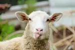 1532465443001.webp