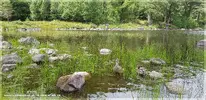 Blea_Tarn_Ducks_copyright.webp