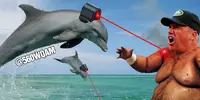 Dolphins-Laser-Beams-Lazor-Rex-Ryan.webp