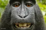 B2qNYCvCYAAOh83.webp