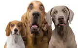 Hilariously-Surprised-Dogs.webp