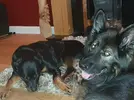 enzo+Elsie.webp