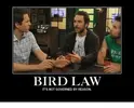 bird-law-its-not-governed-by-reason-padi-rishp-22528520.webp