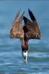 WOW Osprey diving by Michael Wulf.webp