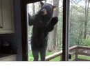 GOT bear knocking.webp