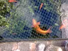 fish.webp