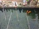 Fish 2.webp