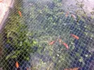 baby fish.webp