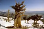 GOT bristlecone pines.webp