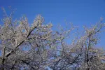 DSC00986R.webp