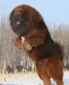 Tibetan-Mastiff-photo.webp