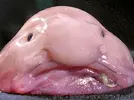 blobfish-psychrolutes-marcidus.webp