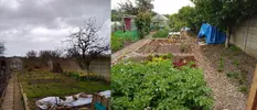 allotment.webp