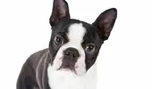 vetstreet.brightspotcdn.com.webp