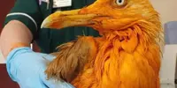 seagull-dyed-orange-after-plunging-into-container-of-curry.webp