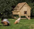 large-chicken-coop-9a9eae834b822a998418579945f46398_original.webp
