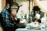 Chimpanzee.webp