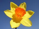 daffs.webp