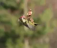putinweaselwoodpecker.webp