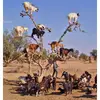 goats-in-a-tree_2043578i.webp