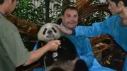 efc__1342753956_panda-on-lap.webp