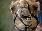 camel-face-14943712519qQ.webp