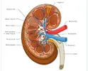 stem-cells-kidney-disease-hepatitis2-1.webp