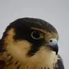 77474