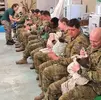 aussie koalas.webp